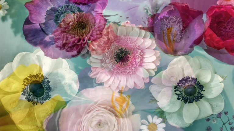 Часто задаваемые вопросы об эссенциях: всё, что нужно знать